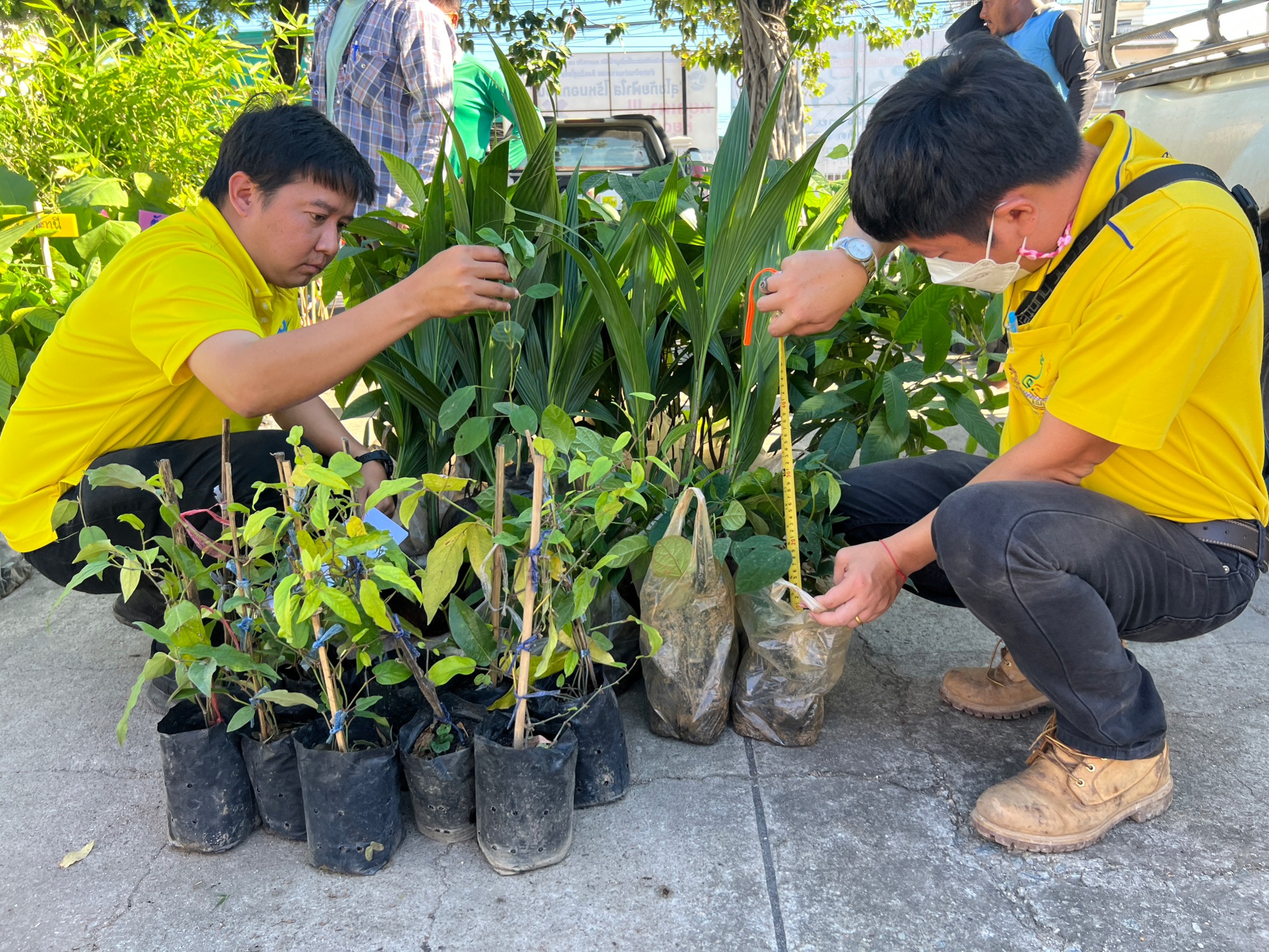 title - สนับสนุนปัจจัยการผลิต (พันธุ์ไม้) ภายใต้โครงการส่งเสริมระบบวนเกษตรในเขตปฏิรูปที่ดินจังหวัดสุโขทัย ปีงบประมาณ พ.ศ.2566
